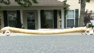 Charlotte sewer line repair