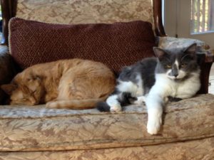 how to get rid of cat urine odor