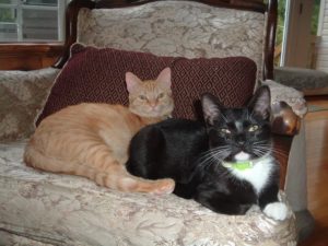 why is pet urine odor so hard to remove