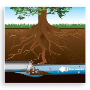 how do tree roots get into pipes