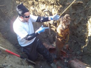 tree roots grow into sewer lines and clog them