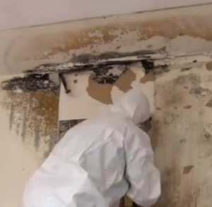 mold in wall, mold inside walls