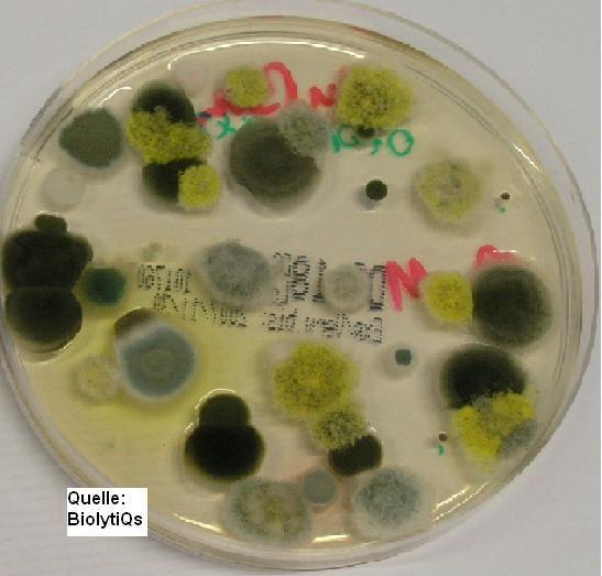 Mold life cycle