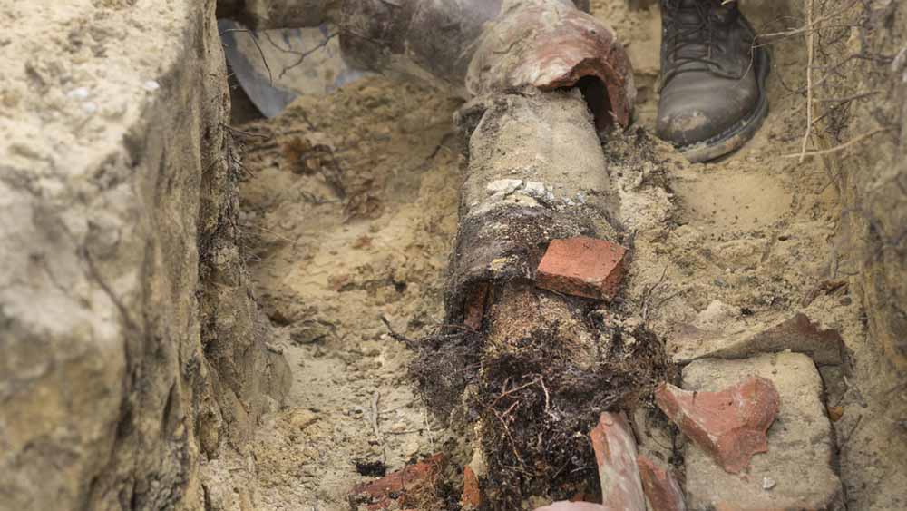 E. R. Services technician looking at cross-section of a sewer line infiltrated by tree roots