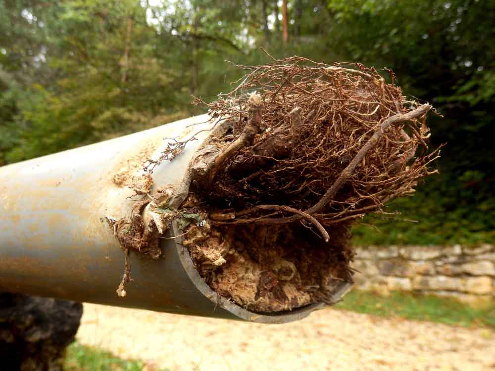 sewer pipes with tree roots